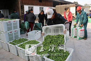 由义村农产品交易市场 打造乡村振兴新引擎，实现经济社会效益双赢